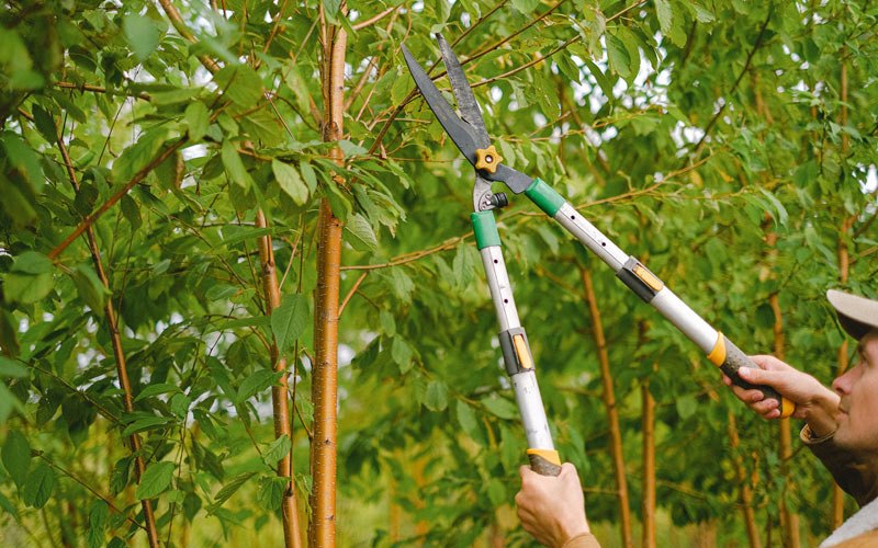 Tree trimming in Ridgeview, WV